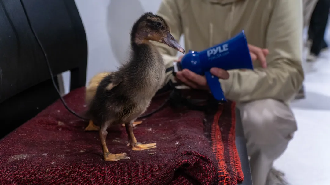 Quack Translator — extra 2
